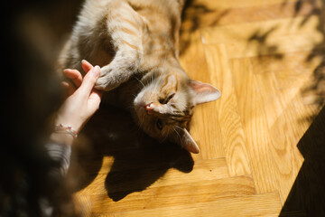 cats hand is held by a woman's hand ginger tabby young wooden floor in the sun resting shadows high contrast sleepy sleeping