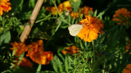 A cabbage butterfly on a yellow flower .