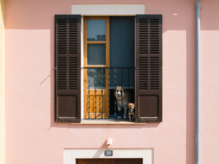 two dogs of opposite sizes and breeds look out of Juliette balcony looking at the camera very cute sweet. pink wall, brown wooden shutters, natural door, glass, and blue shade. summer building home