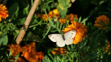 A butterfly flies over a yellow flower.