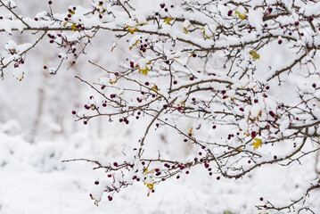 nice winter in the park