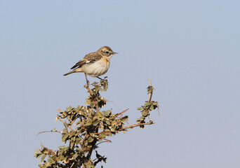 White-browed bush chat, Saxicola macrorhynchus