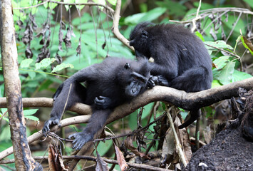 Celebes crested macaque, Macaca nigra