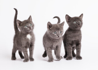 kittens