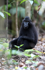Celebes crested macaque, Macaca nigra