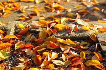 Bright fallen autumn foliage lit by sunlight