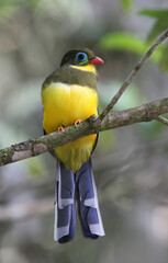 Sumatran Trogon, Apalharpactes mackloti