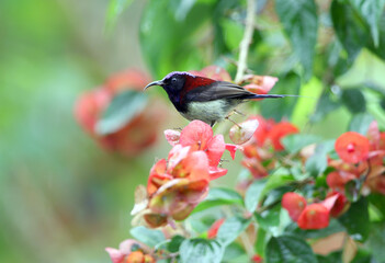 Black-throated Sunbird, Aethopyga saturata