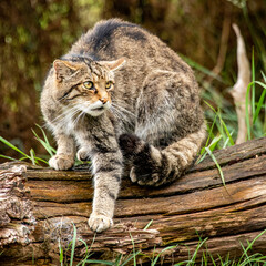 Wildcat on fallen tree © Simon