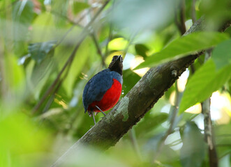 Talaud Pitta, Erythropitta inspeculata