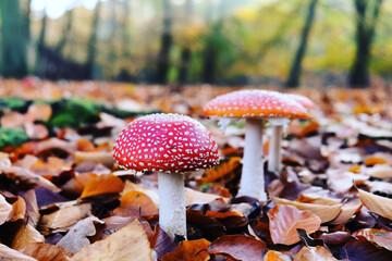 The white spotted red fairy mushroom 'fly agaric' during the autumn months.
