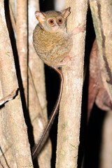 Spectral tarsier, Tarsius spectrum