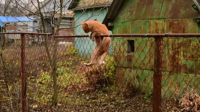 Ginger cat climbs over a fence made of metal lattice