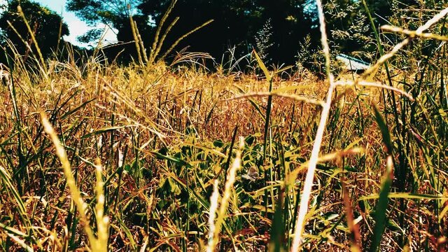 Exuberant grass at the beginning of autumn / 秋の始まりに茂る雑草 【Ibaraki, Japan / 日本 茨城県】