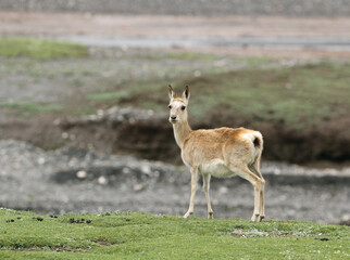 Tibetan Gazelle, Procapra picticaudata