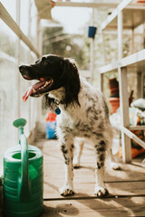 English setter dog in a greenhouse