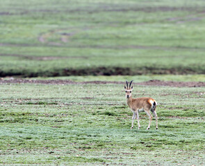 Tibetan Gazelle, Procapra picticaudata