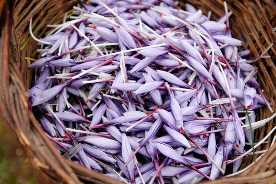 Wicker basket of Italian saffron called Zafferano di Navelli in the province of L'Aquila in the Abruzzo region of central Italy