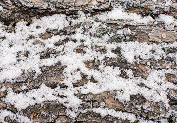 Tree bark under the snow