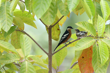 Rufous-bellied Triller, Lalage aurea