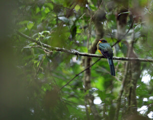 Sumatran Trogon, Apalharpactes mackloti