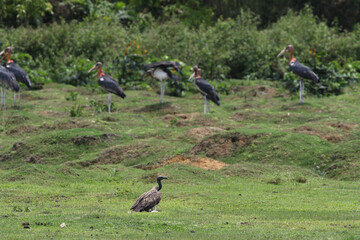 Slender-billed Vulture, Gyps tenuirostris