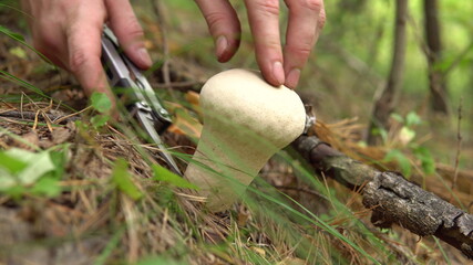 Mushroom picker cuts the mushroom 