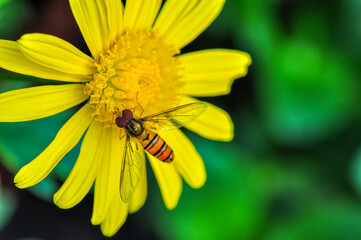 A fruit fly collects nectar on yellow chrysanthemum
