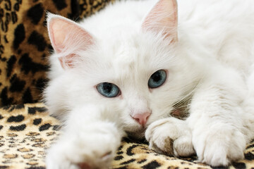 Beautiful White Fluffy Cat with Blue Eyes Relaxing on sofa