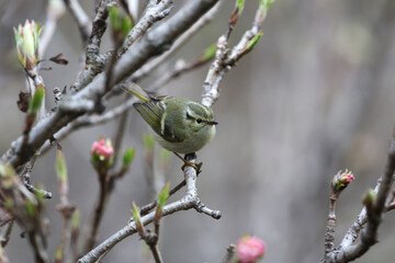 Lemon-rumped warbler, Phylloscopus chloronotus