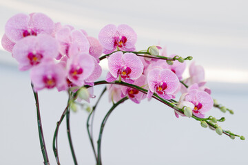 Close up beautiful orchid flowers decorated indoor.