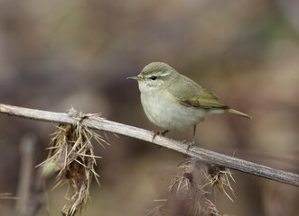 Tytler's Leaf Warbler, Phylloscopus tytleri