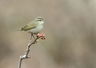 Tytler's Leaf Warbler, Phylloscopus tytleri