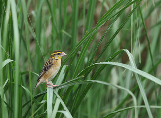Black-breasted Weaver, Ploceus benghalensis