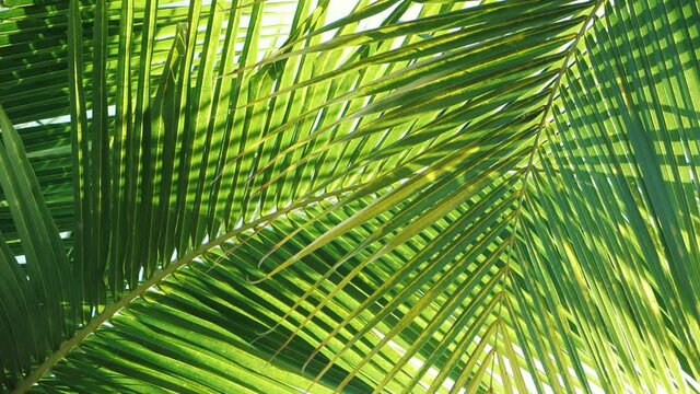 Tropical coconut palm leaf swaying in the wind with sun light, Summer background, slow motion.