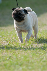 Fototapeta premium Pug walking on leash