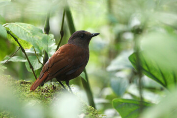Brown-winged Whistling Thrush, Myophonus castaneus