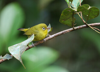 Meratus White-eye (undescribed species)