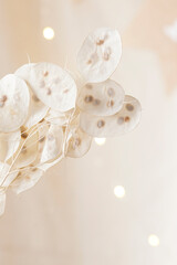 Dry lunaria on a pastel beige background. dry seed pods of lunaria with seeds visible. Floral...