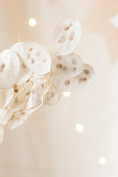 Fototapeta Dry lunaria on a pastel beige background. dry seed pods of lunaria with seeds visible. Floral minimal home interior boho style. Lunaria annua, moonwort. Selective focus