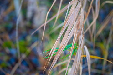 Obraz premium autumn winter walk by the lake