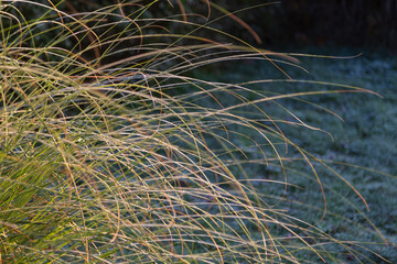 pampas grass in morning sunlight