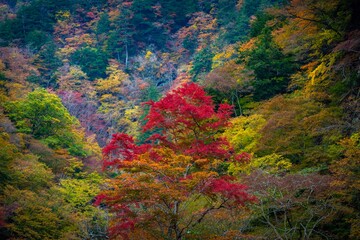 autumn leaves 