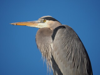 closeup of wild great blue heron against blue sky