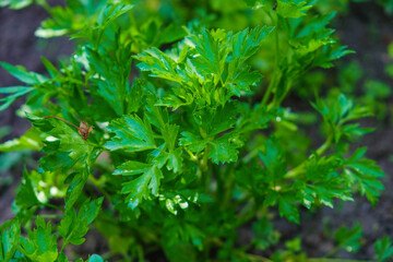 Fototapeta na wymiar A bush of young parsley in the garden. Home growing concept. Natural food concept. 