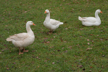 various rural animals in nature