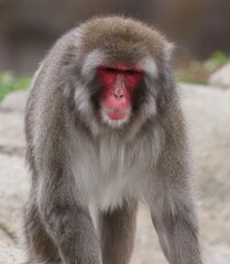 Obraz premium portrait of a macaque