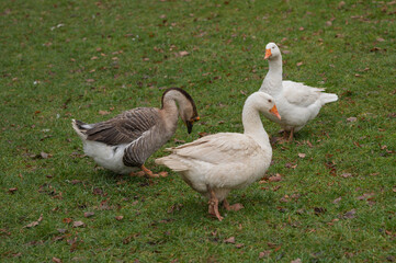 various rural animals in nature