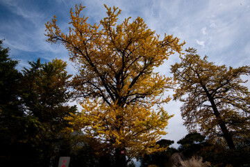 Amazing autumn landscape at Wudang Mountain.