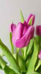 Pink purple tulips from Holland